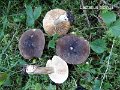 Lactarius picinus-amf1088